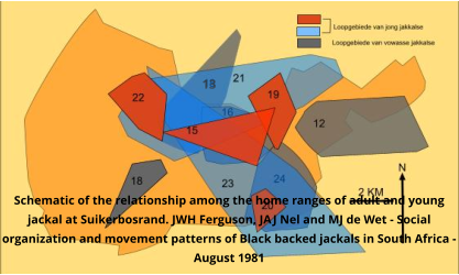 13 Schematic of the relationship among the home ranges of adult and young jackal at Suikerbosrand. JWH Ferguson, JAJ Nel and MJ de Wet - Social organization and movement patterns of Black backed jackals in South Africa - August 1981