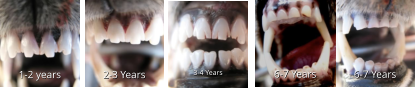 1-2 years 1-2 years 2-3 Years 2-3 Years 3-4 Years 3-4 Years 6-7 Years 6-7 Years 6-7 Years 6-7 Years